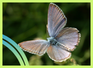 Fauna