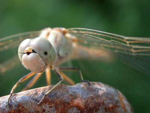 Dragonfly