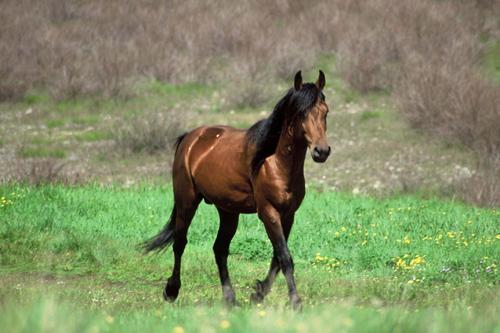 Horses – the pride of Kyrgyz people