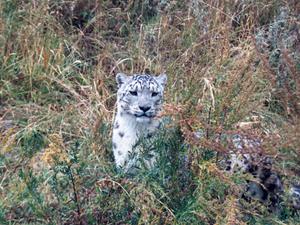 Rare Snow leopard, “Bars”