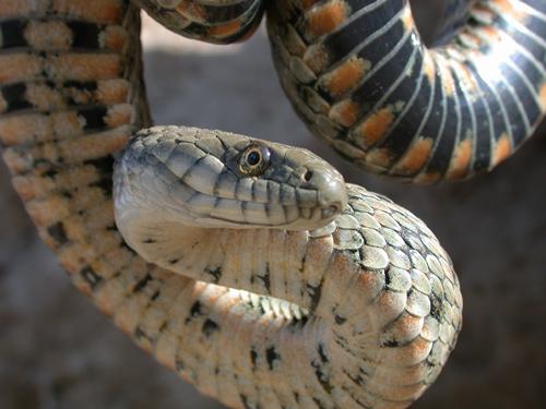 Snake, non-venomous