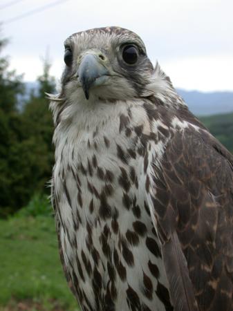 Shaker falcon