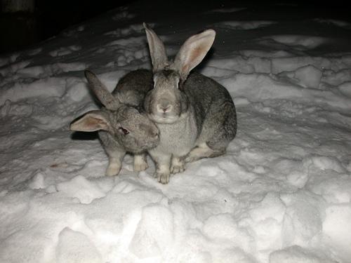 Wild rabbits