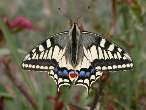 Large number of butterfly species in Kyrgyzstan