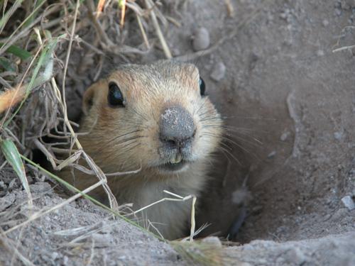 Several marmot species are abundant