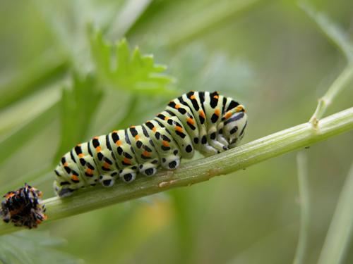 Caterpillar in summer