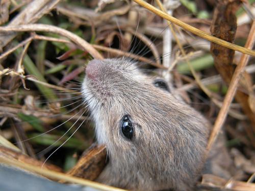 Mouse