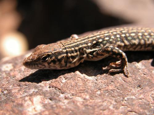 Small mountain lizard