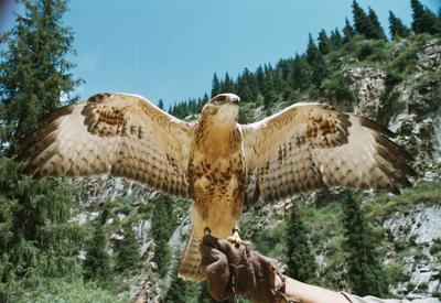 Hunting with a falcon