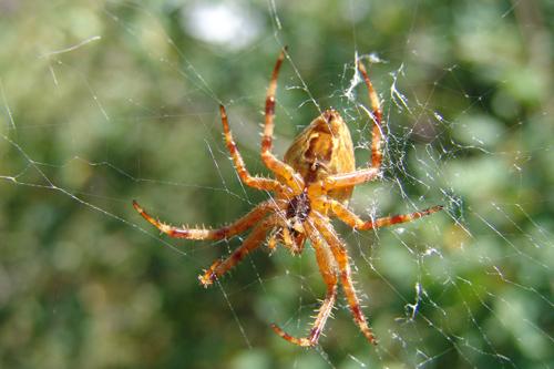 Spiders like the dry climate