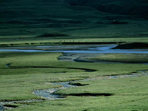 Summer pasture