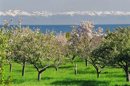 Apricot orchard at Lake Issyk Kul