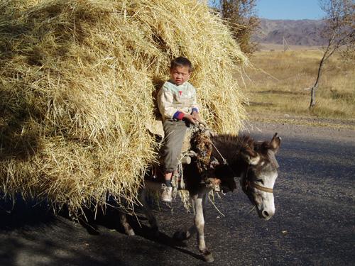 Harvest time in Chaek