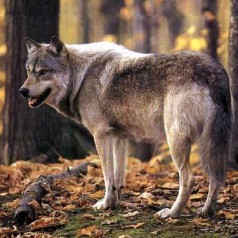 Animal world