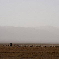 Current status of flora and fauna of Kyrgyzstan