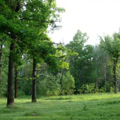Forest and forest in the mountains