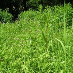 Vegetation